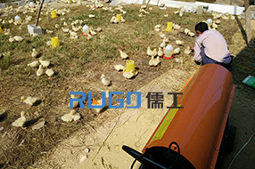 育雛大棚選擇燃油暖風機提高溫度